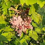 Old Winery Πανσιόν