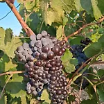 Πανσιόν Old Winery Kirki