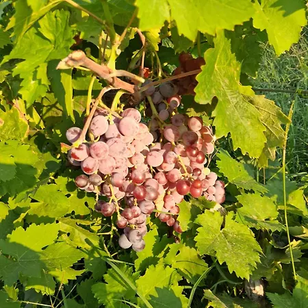 Old Winery Konukevi