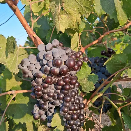 Konukevi Old Winery Kirki